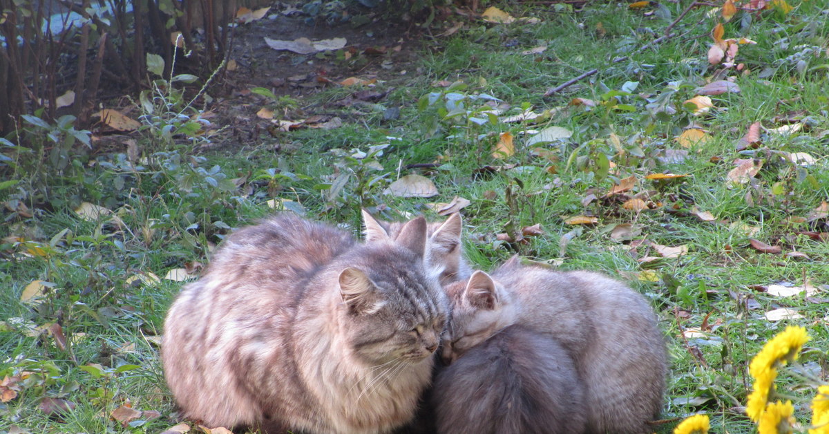 Кошкин дом котята картинки