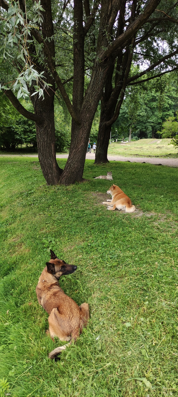 Лихая тройка