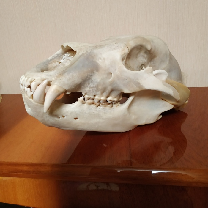кто такой телевизор головы