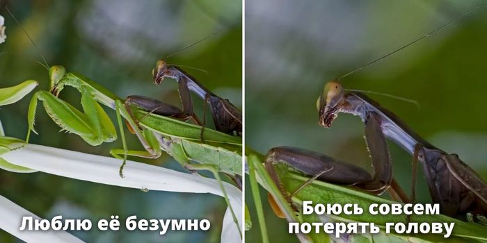 какие животные съедают своих детей. Смотреть фото какие животные съедают своих детей. Смотреть картинку какие животные съедают своих детей. Картинка про какие животные съедают своих детей. Фото какие животные съедают своих детей
