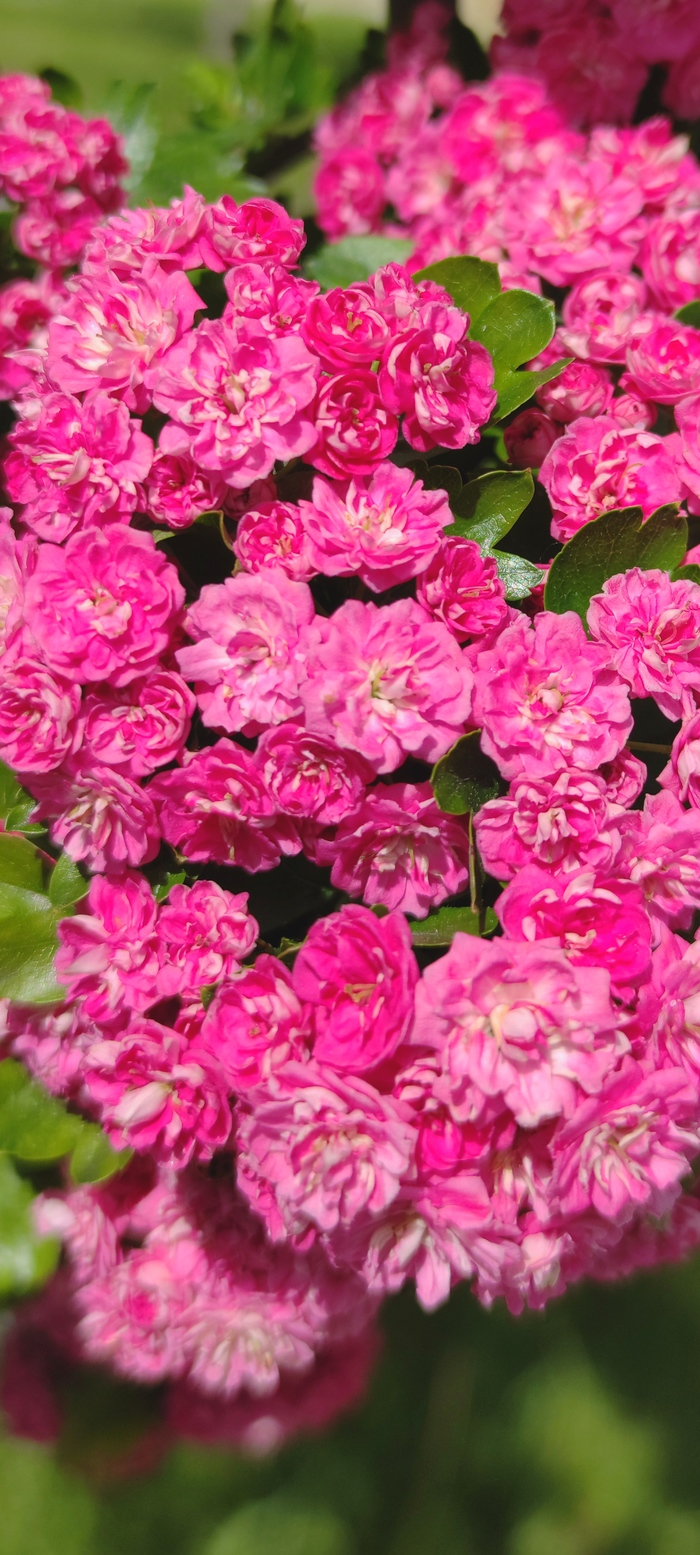 ������ ����