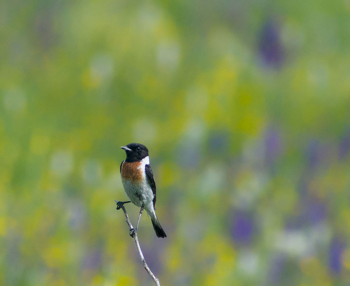 кто такой аксолотль рыба или лягушка. Смотреть фото кто такой аксолотль рыба или лягушка. Смотреть картинку кто такой аксолотль рыба или лягушка. Картинка про кто такой аксолотль рыба или лягушка. Фото кто такой аксолотль рыба или лягушка кто такой аксолотль рыба или лягушка. Смотреть фото кто такой аксолотль рыба или лягушка. Смотреть картинку кто такой аксолотль рыба или лягушка. Картинка про кто такой аксолотль рыба или лягушка. Фото кто такой аксолотль рыба или лягушка