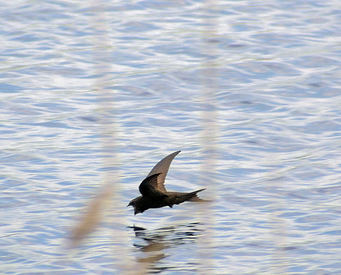 кто такой аксолотль рыба или лягушка. Смотреть фото кто такой аксолотль рыба или лягушка. Смотреть картинку кто такой аксолотль рыба или лягушка. Картинка про кто такой аксолотль рыба или лягушка. Фото кто такой аксолотль рыба или лягушка кто такой аксолотль рыба или лягушка. Смотреть фото кто такой аксолотль рыба или лягушка. Смотреть картинку кто такой аксолотль рыба или лягушка. Картинка про кто такой аксолотль рыба или лягушка. Фото кто такой аксолотль рыба или лягушка
