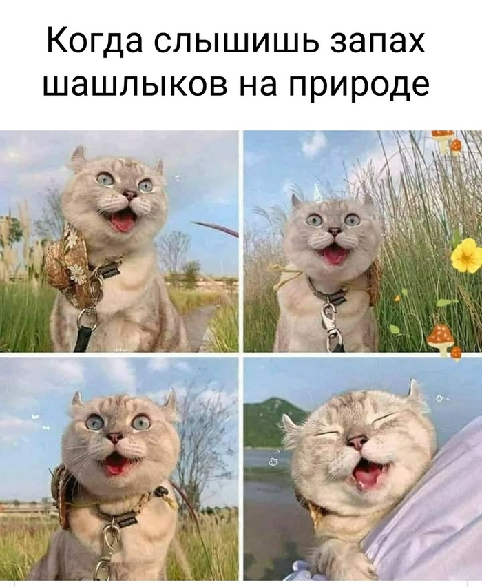метка кота что это. Смотреть фото метка кота что это. Смотреть картинку метка кота что это. Картинка про метка кота что это. Фото метка кота что это