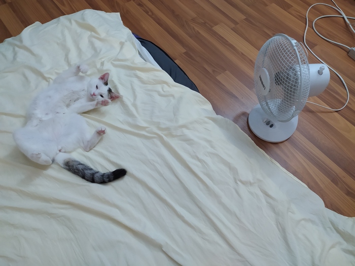 ������� ����: ����� ��� ������������