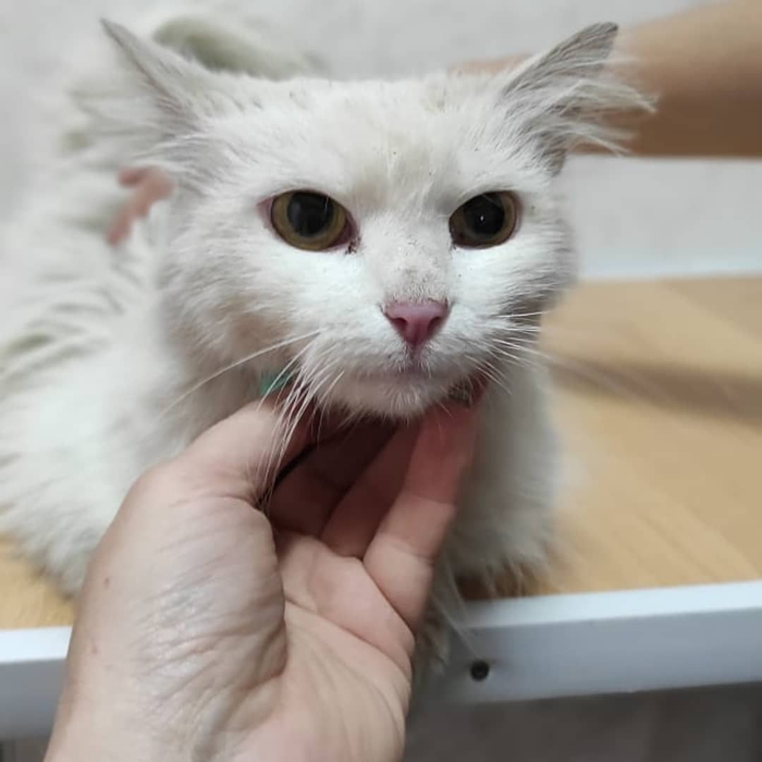 ��� ��������. ������� ����� �����. �.������� �����