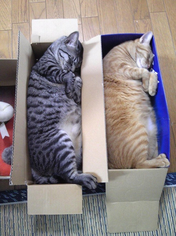  , , , , , Unboxing