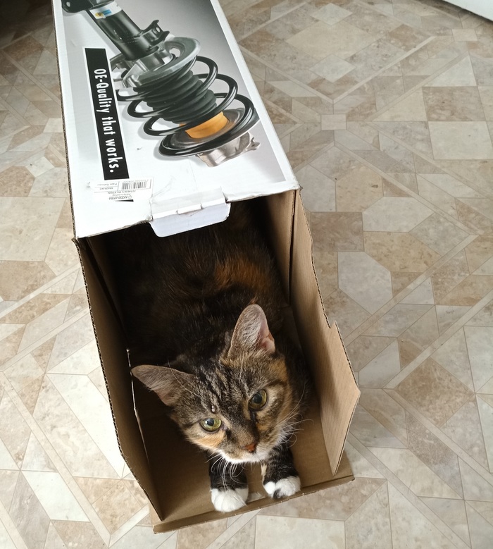 Кошмартизатор