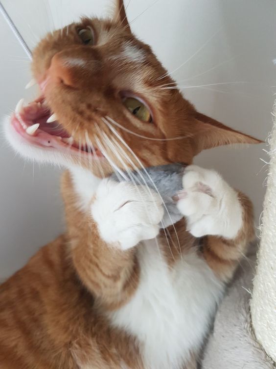 Моя прелесть