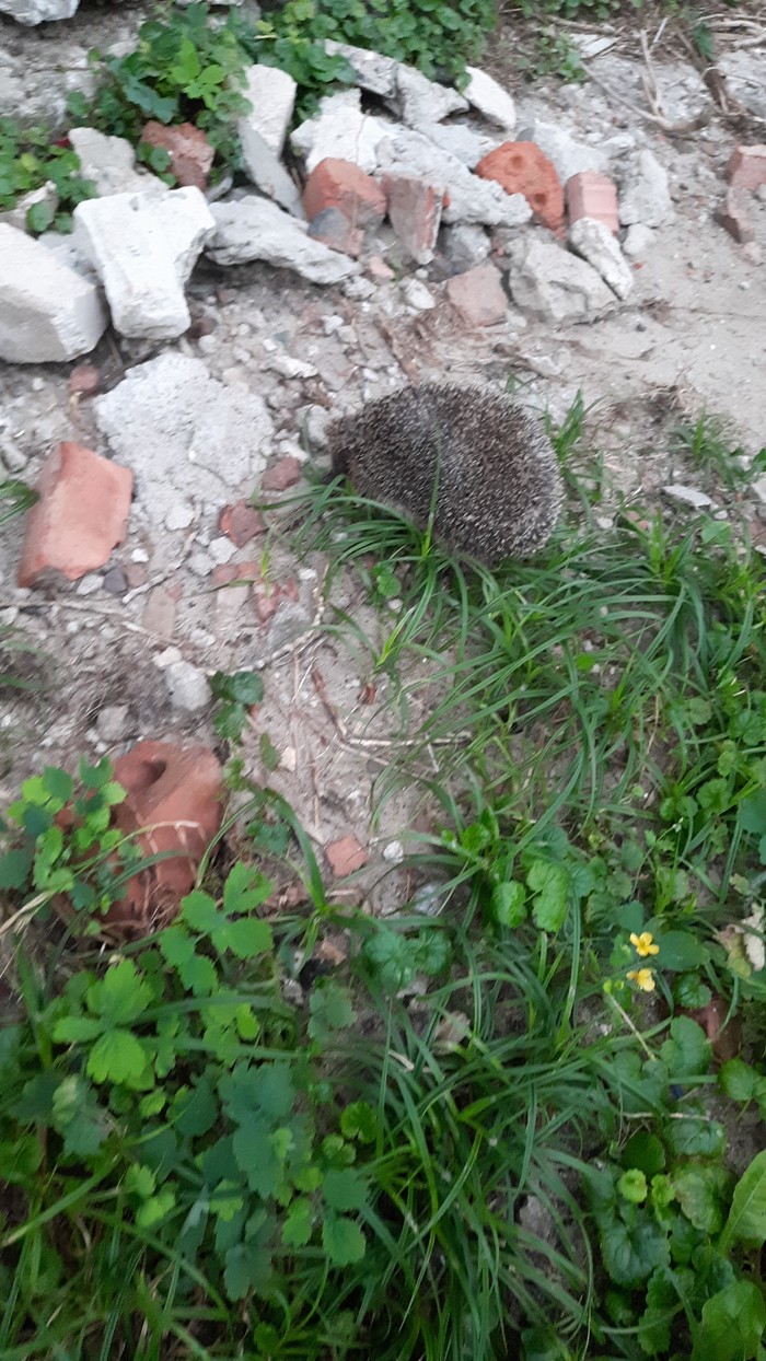 Вышел покурить перед сном...