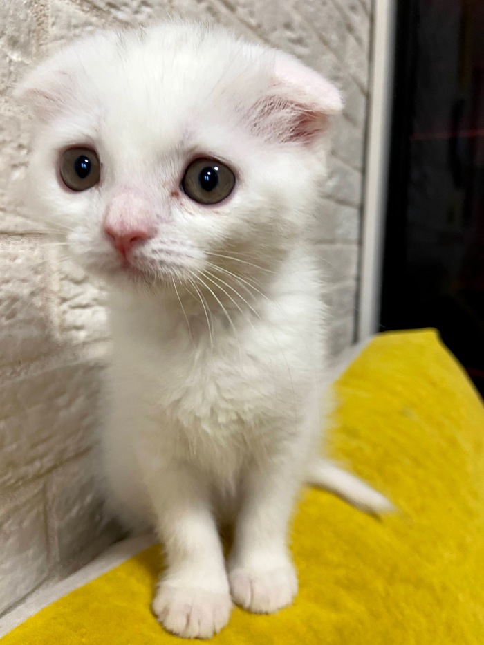 Милашка, звать Сири