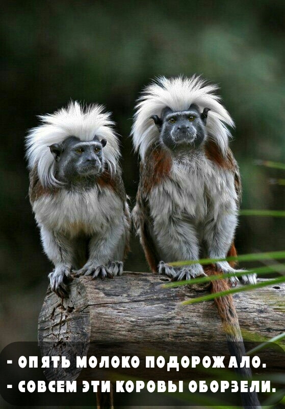 Опять коровы...