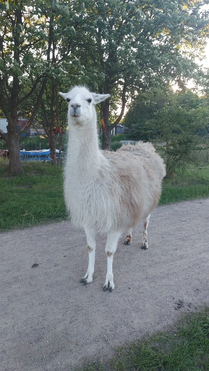 Что в Дании дешевле, чем в России? Дания, Интересное, Иммиграция, Путешествия, Длиннопост