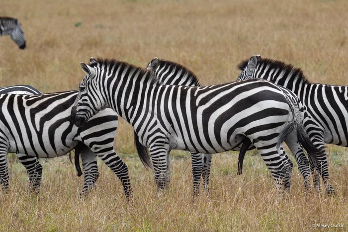 Эрекция, как способ спасения от жары Зебра, Лошади, Дикие животные, Фотография, Жара, Охлаждение, Мужское, Интересное, Эрекция, Животные, Африка, Дикая природа, Алексей Осокин, Длиннопост Эрекция, как способ спасения от жары Зебра, Лошади, Дикие животные, Фотография, Жара, Охлаждение, Мужское, Интересное, Эрекция, Животные, Африка, Дикая природа, Алексей Осокин, Длиннопост