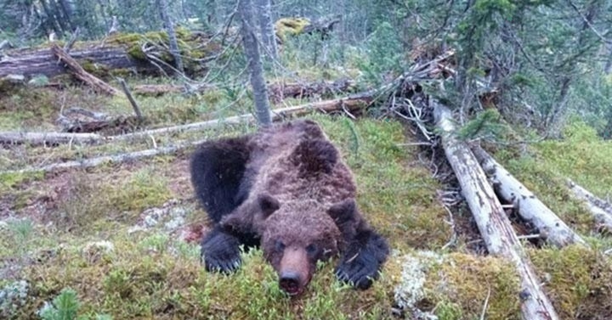 Нападение медведя на геологов фото