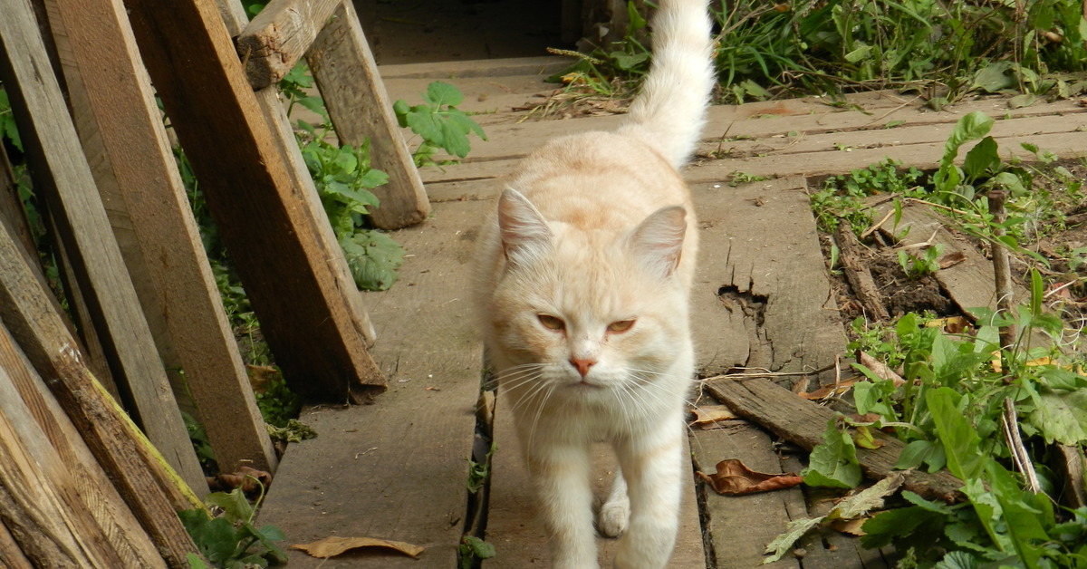 Деревня васьки. Кот блондин. Коты в деревне.