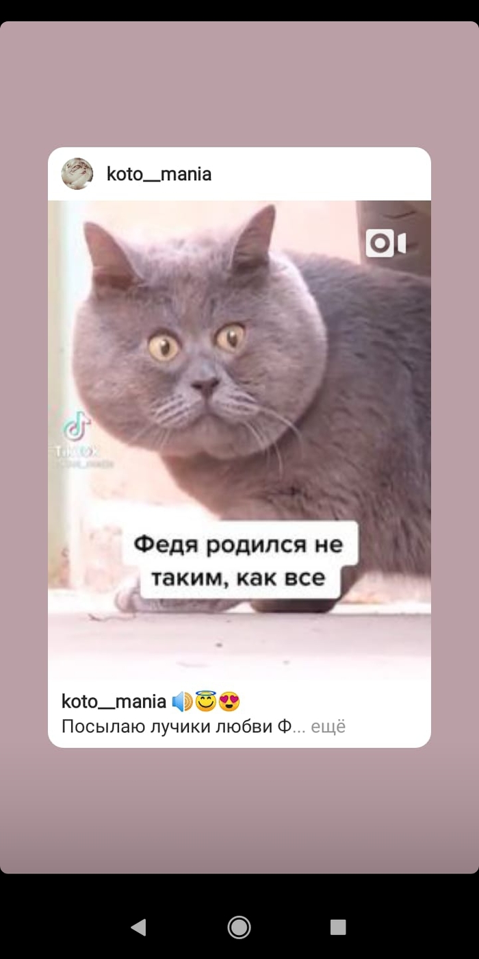 кот уилфред что с ним. Смотреть фото кот уилфред что с ним. Смотреть картинку кот уилфред что с ним. Картинка про кот уилфред что с ним. Фото кот уилфред что с ним