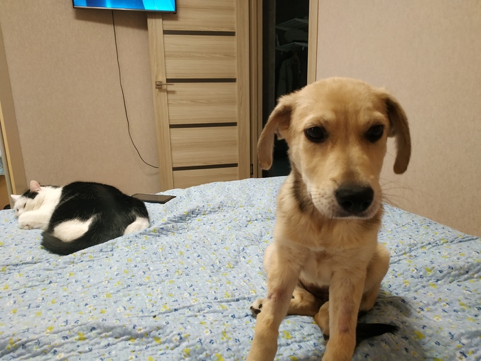 Наши сотрудники Коты и собаки вместе, Собака, Кот, Длиннопост