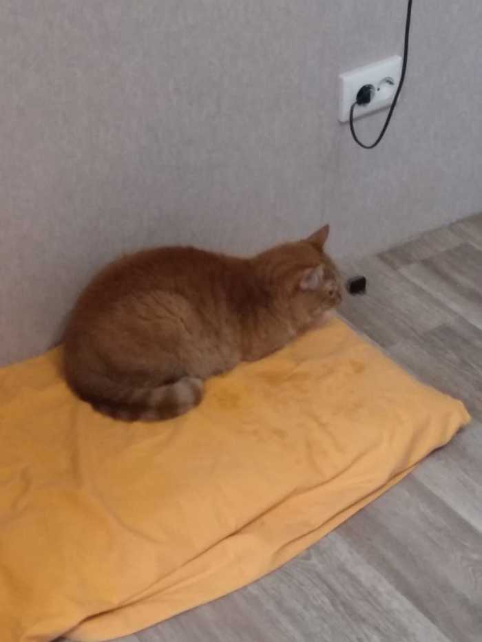 Наши сотрудники Коты и собаки вместе, Собака, Кот, Длиннопост