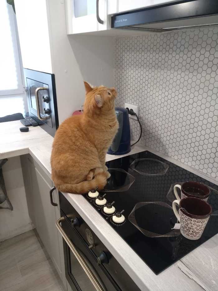 Наши сотрудники Коты и собаки вместе, Собака, Кот, Длиннопост