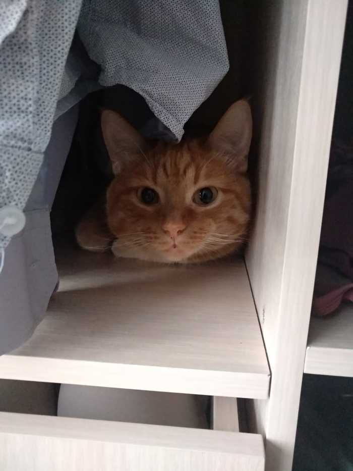 Наши сотрудники Коты и собаки вместе, Собака, Кот, Длиннопост