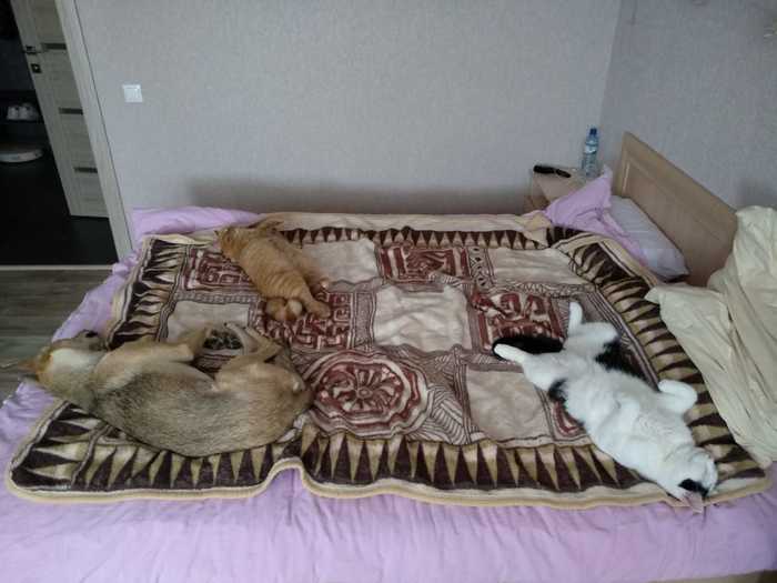 Наши сотрудники Коты и собаки вместе, Собака, Кот, Длиннопост