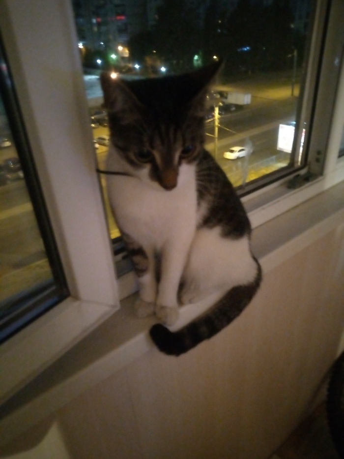 Найдена кошка.Спб