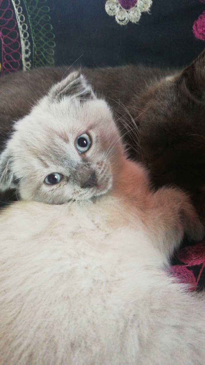 � ���������