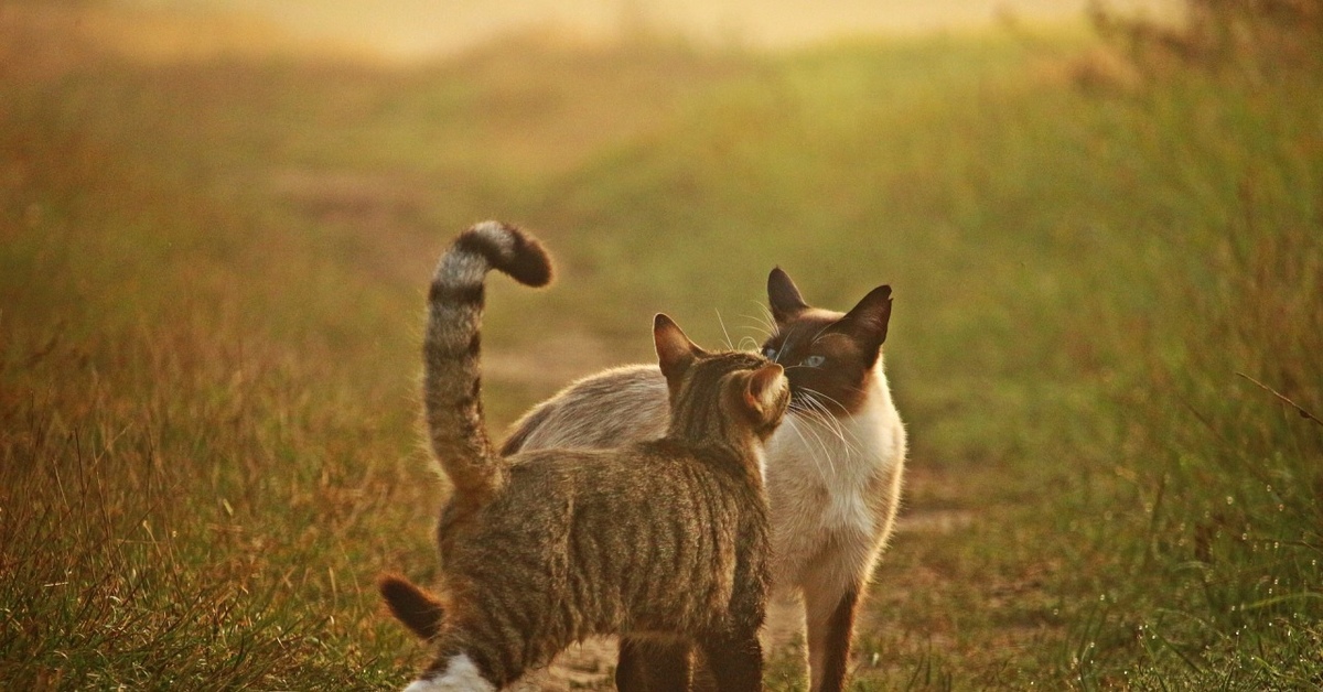 Две кошки гуляют. Кошка Сиамская Саванна. Два кота на природе. Любовь котики на природе. Котики на природе семья.