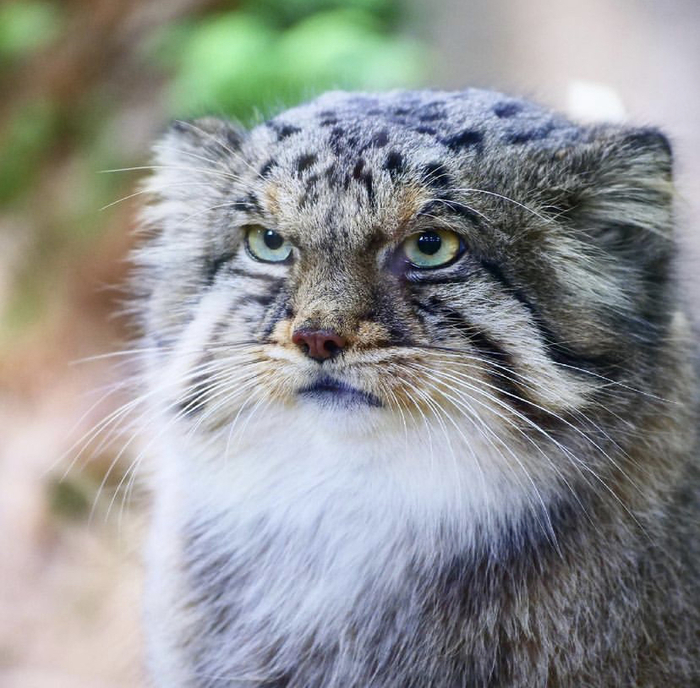 Не будешь меня гладить, значит?