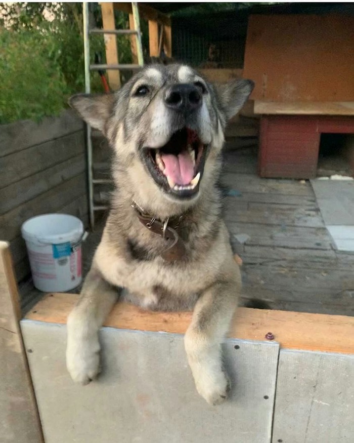 Смешной пёс