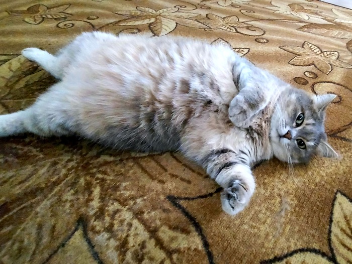 ����� ��������