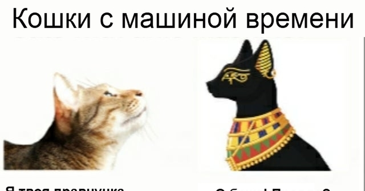 Машина времени кошка