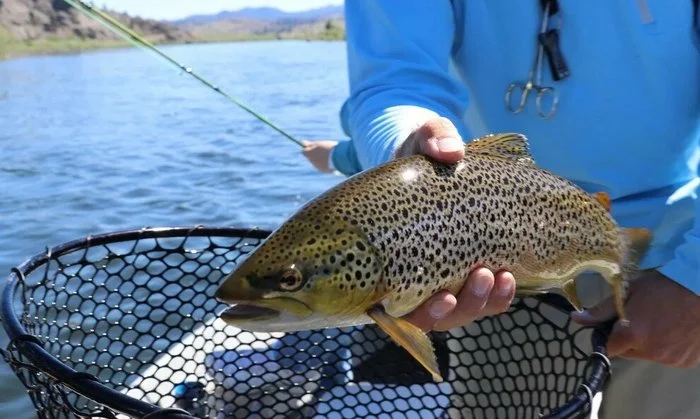 Для чего в США самолетами сбрасывают живую рыбу в водоёмы и почему она не разбивается Зарыбление, США, Горное озеро, Все для людей, Длиннопост, Туризм, Видео Для чего в США самолетами сбрасывают живую рыбу в водоёмы и почему она не разбивается Зарыбление, США, Горное озеро, Все для людей, Длиннопост, Туризм, Видео