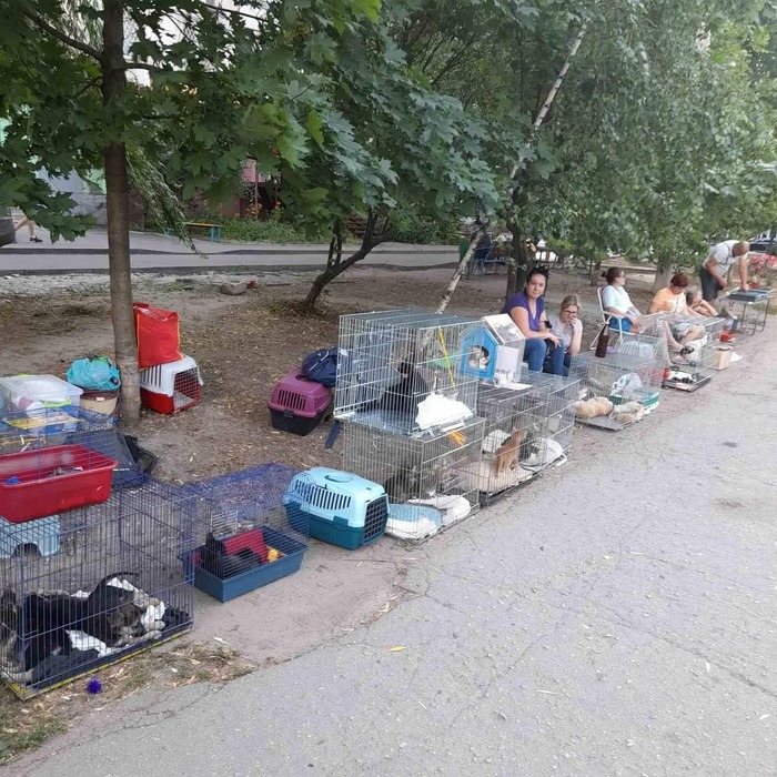 Харьков. Акция по пристройству животных