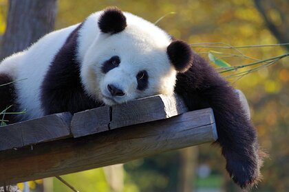 Больших панд спасли от вымирания Панда, Медведи, Дикие животные, Уязвимость, Китай, Бамбук, Редкий вид, Животные, Охрана природы, Дикая природа, Заповедники и заказники