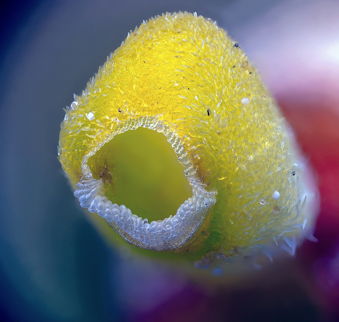 Pacman-... , , , , Pac-man, 