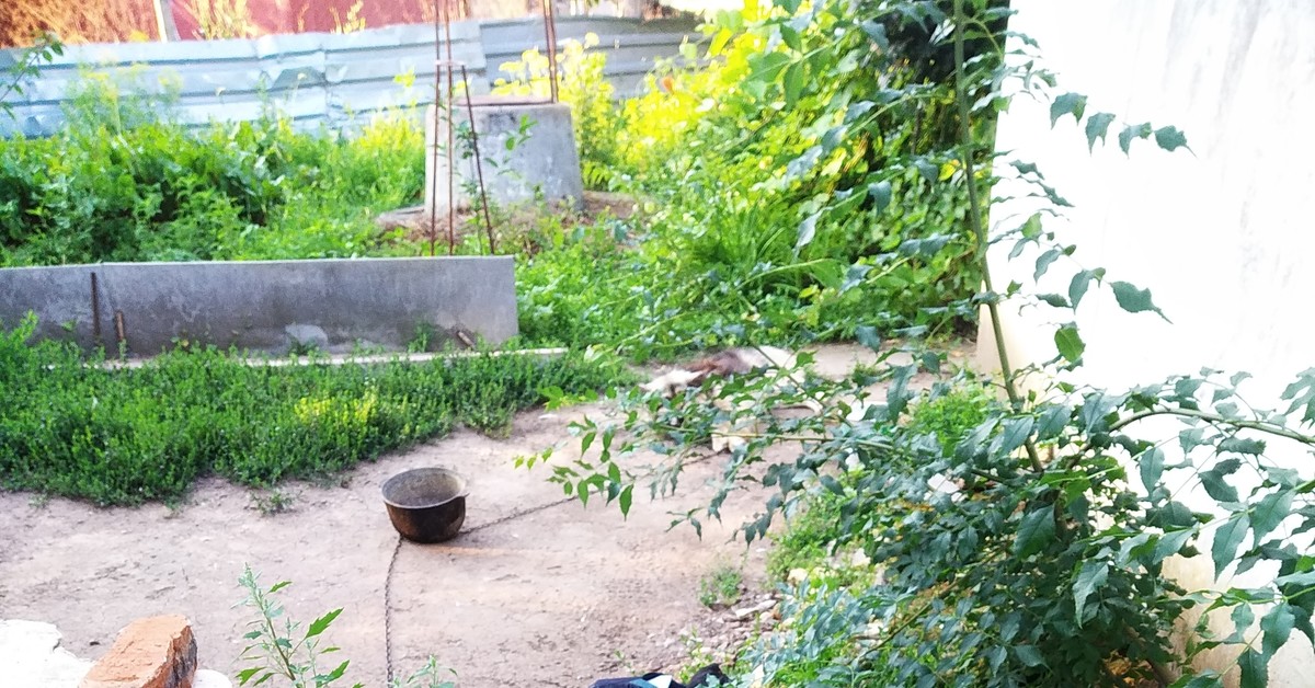 В нашем доме поселился "замечательный" сосед | Пикабу