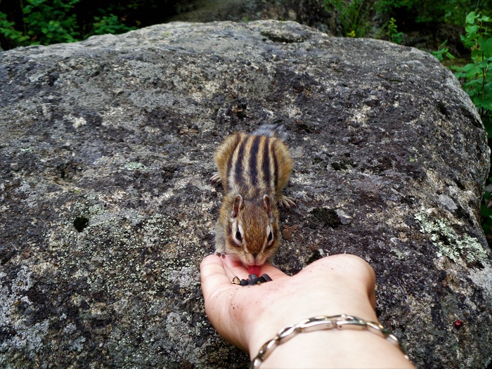 Алтайский прожорливый бурундучок