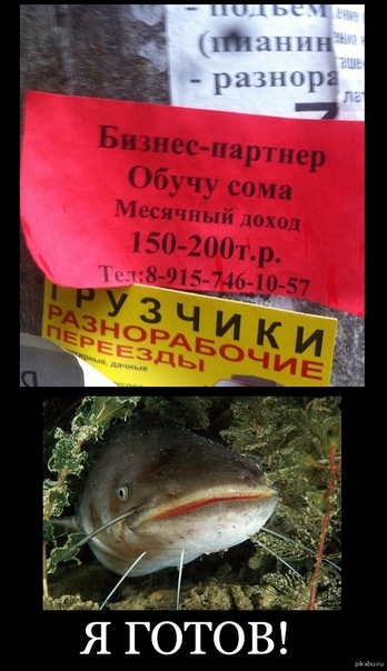 Мем сома за что. Смотреть фото Мем сома за что. Смотреть картинку Мем сома за что. Картинка про Мем сома за что. Фото Мем сома за что