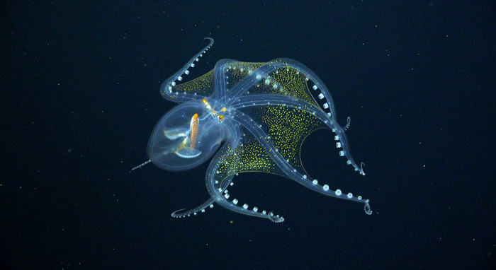 Редкое изображение "стеклянного" осьминога Осьминог, Океан, Подводный мир, Подводная съемка, Тихий океан, Видео