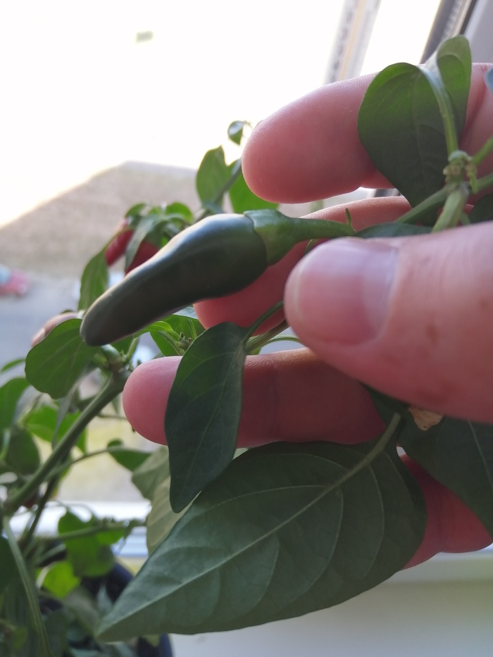 Помогите узнать!