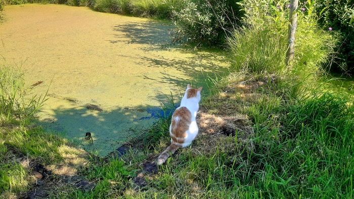 ����� ���� �� �����, ����� �� ��������. ����� � �� ������, ������ �������