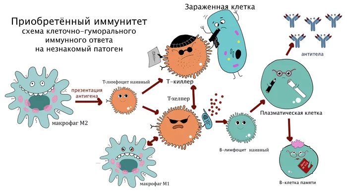 Приобретённый иммунитет и типы вакцин Вакцина, Вакцинация, Иммунитет, Иммунизация, Здоровье, Научпоп, Коронавирус, Ковивак, Эпиваккорона, Длиннопост