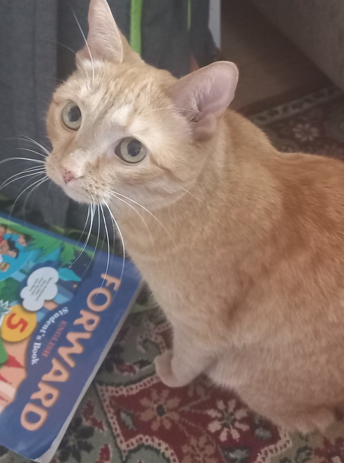 Потерялась кошка