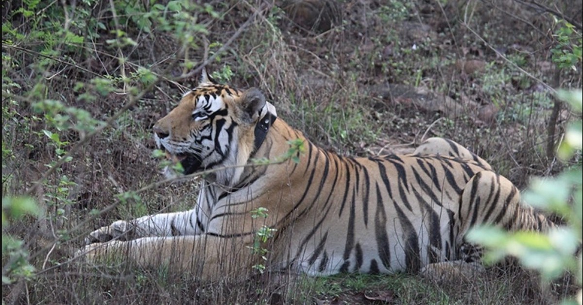 Tiger male. Амурский тигр самка. Бенгальский тигр самец. Лазовский заповедник тигр. Индийский тигр.