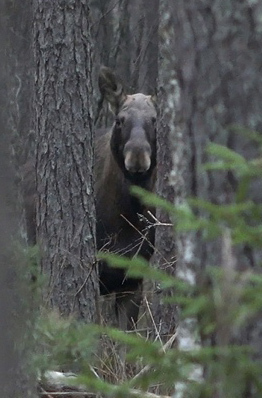 1626370008121166963 для чего лоси едят мухоморы