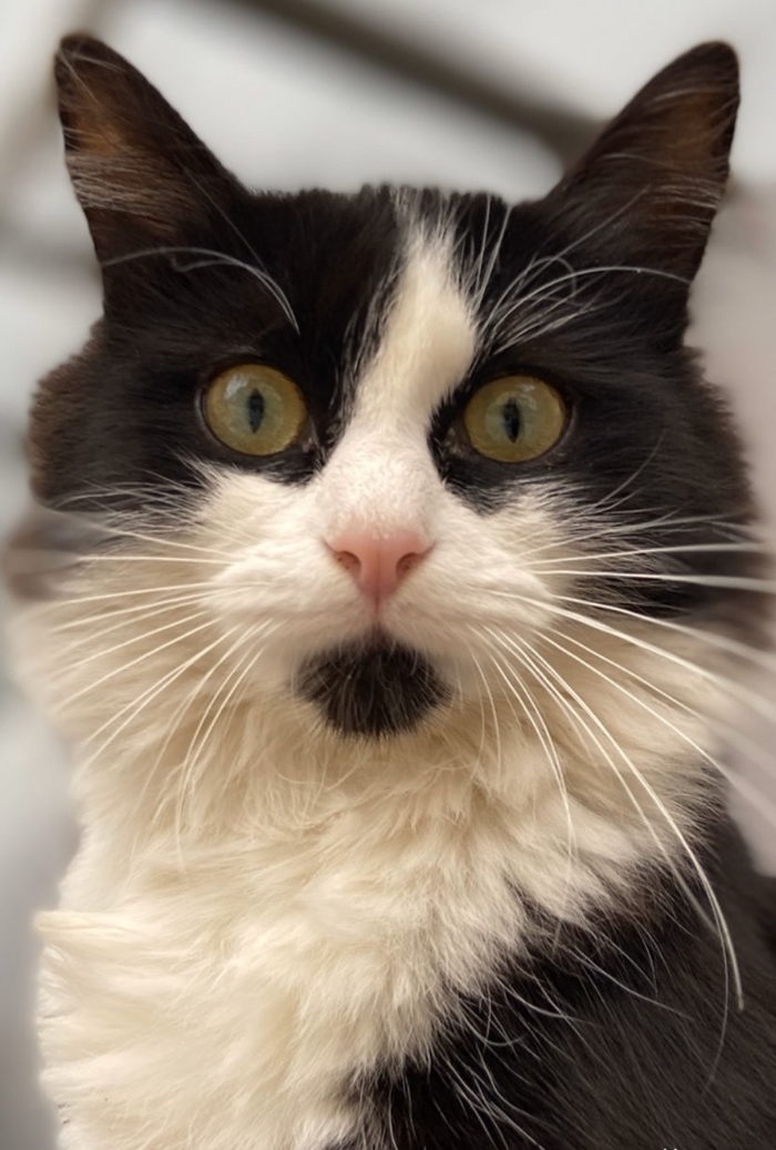 Кот Троцкий