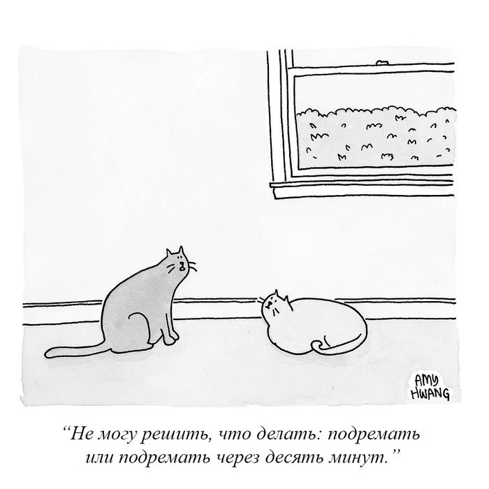 Сложный выбор для ответственного котика