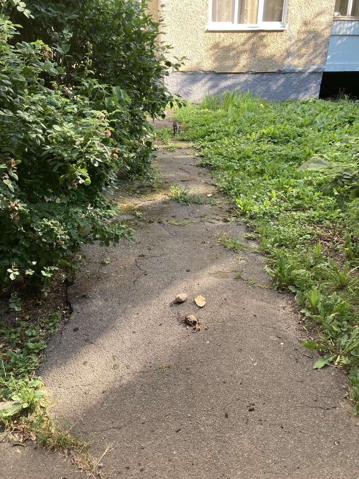 Покормить кошечку